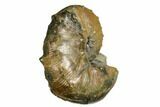 Iridescent Ammonite (Hoploscaphites) Fossil - South Dakota #180798-2